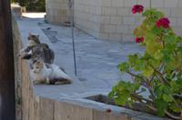 Paphos