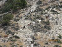 Pissouri-Wanderung