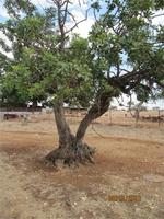 Pissouri-Wanderung