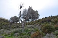 Vegetation