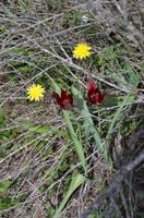 Wilde Tulpen