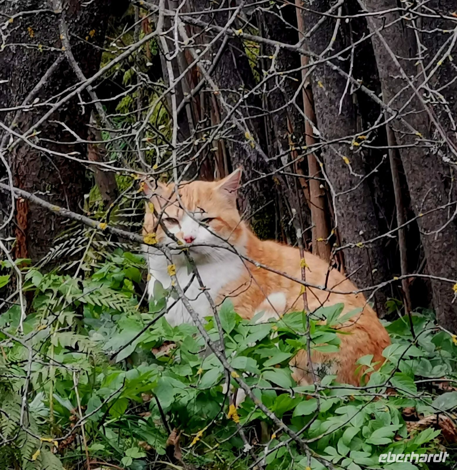 Wir werden im Wald beobachtet, Trodosgebirge