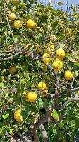 Zitronenbaum in Paphos, da fällt es schwer, dem Pflücken zu widerstehen